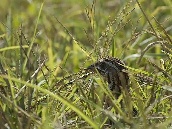 Viiriäinen, Common Quail, Coturnix coturnix
